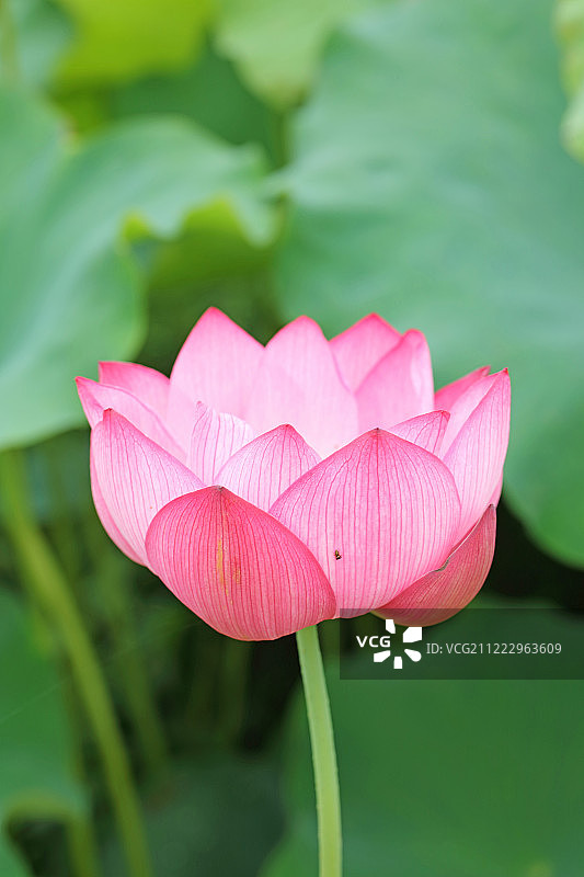 夏日荷花图片素材