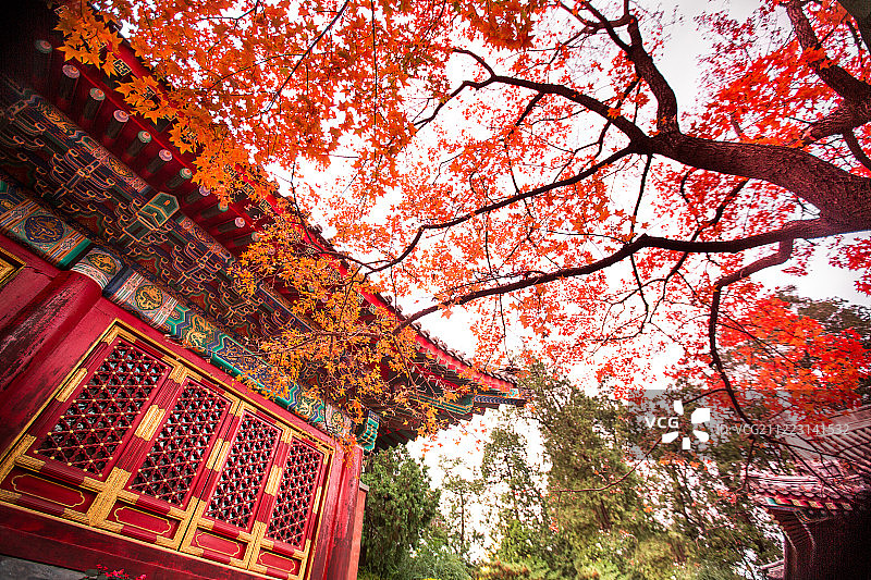 香山红叶图片素材