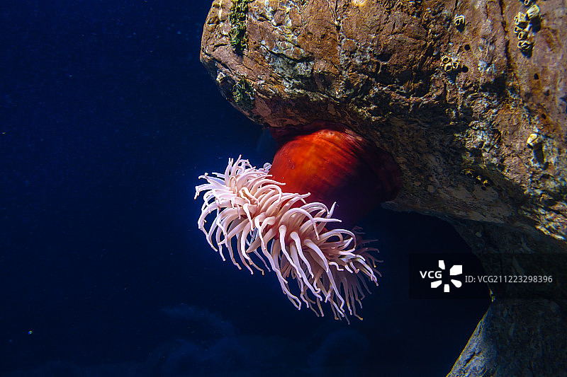 海葵特写图片素材