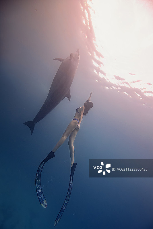 海豚与潜泳的少女图片素材