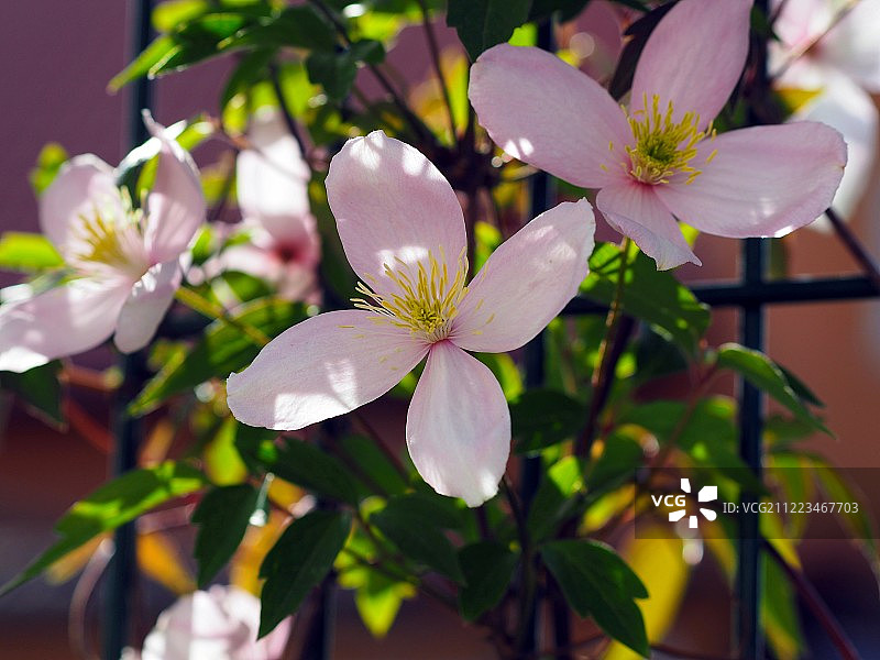 春天的花朵图片素材