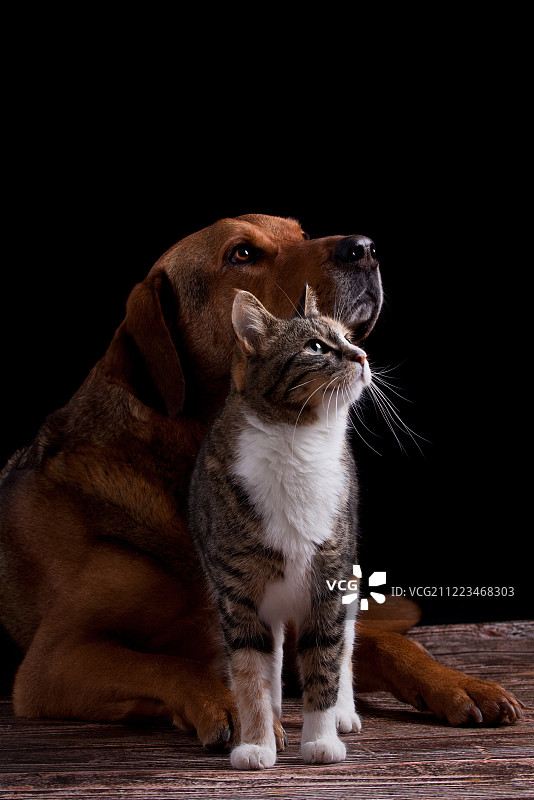 猫和狗向上看的肖像图片素材