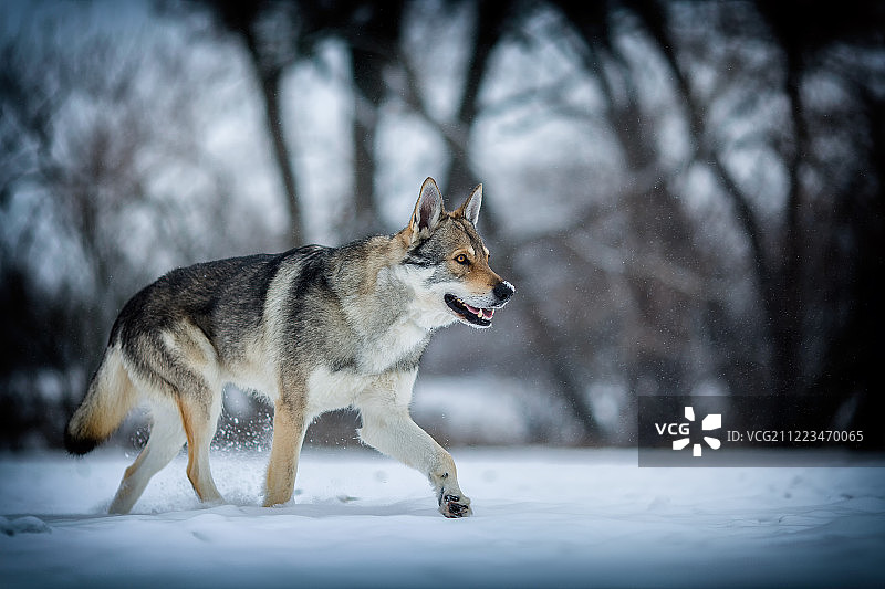 雪地里的狼犬图片素材