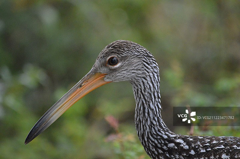 鸟类特写图片素材