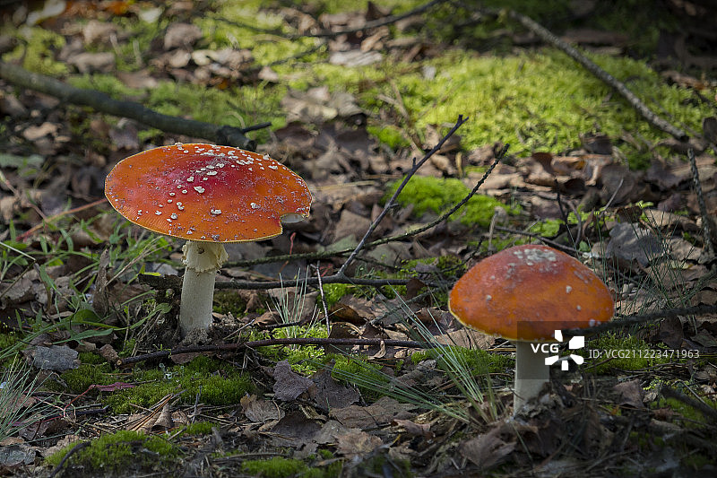 两朵致命的蘑菇图片素材