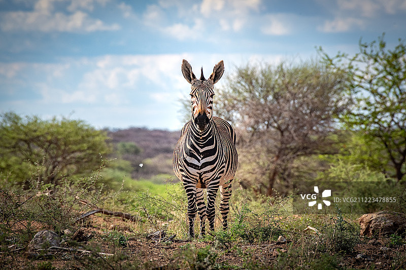 山斑马（普通名称）图片素材