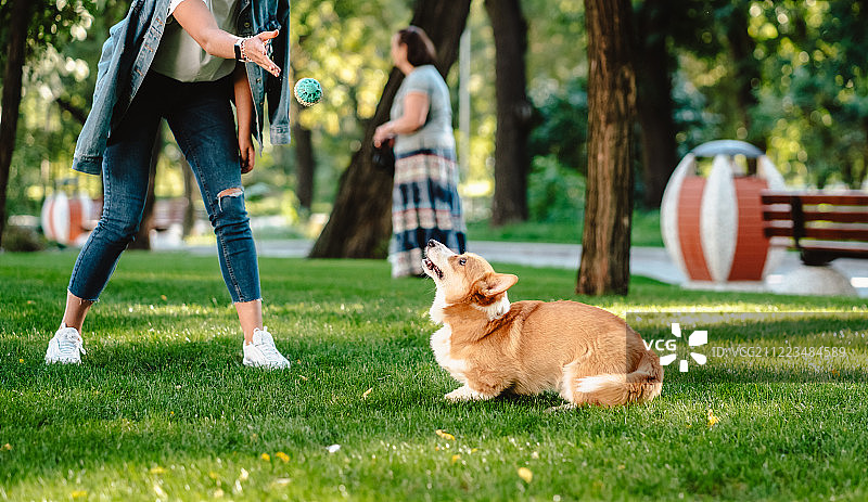 在宠物公园与威尔士柯基犬同行的女子肖像图片素材