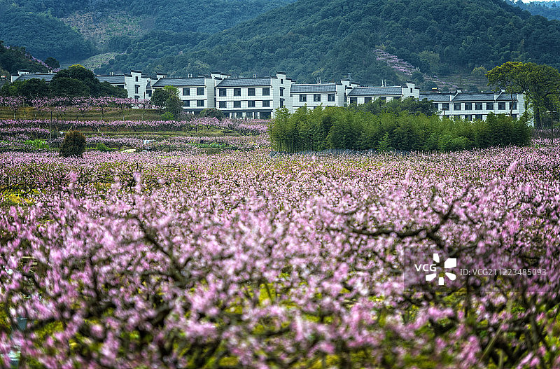中国，浙江省，奉化市，萧王庙，林家村桃花图片素材