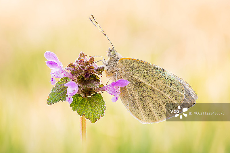 欧石楠属图片素材