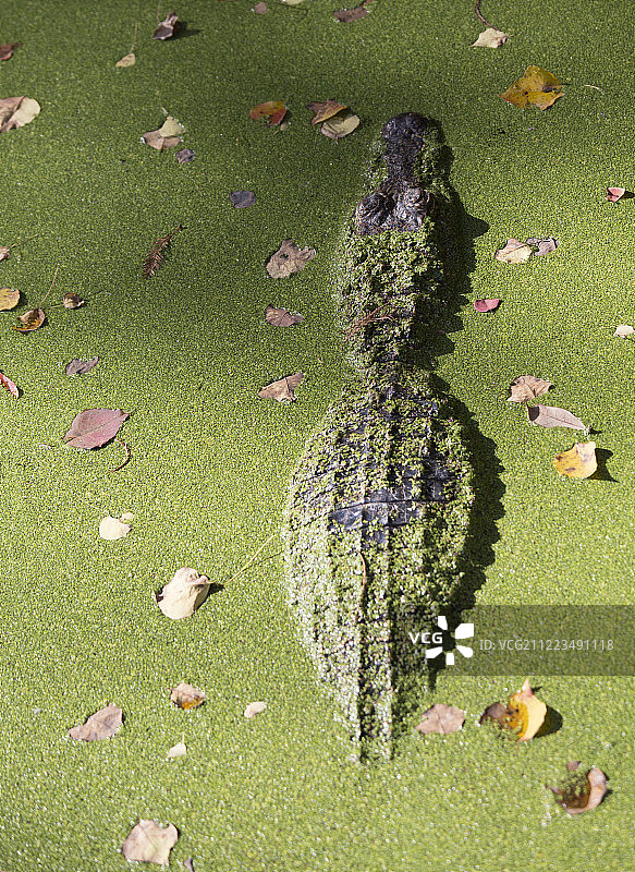 在沼泽中浮出水面的密河鳄图片素材