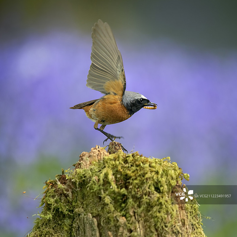 红尾鸲，飞行图片素材