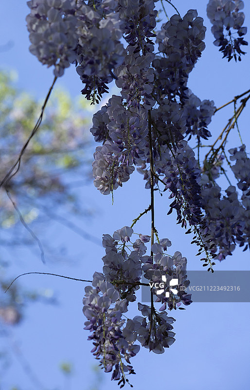 垂下来的美洲紫藤特写图片素材