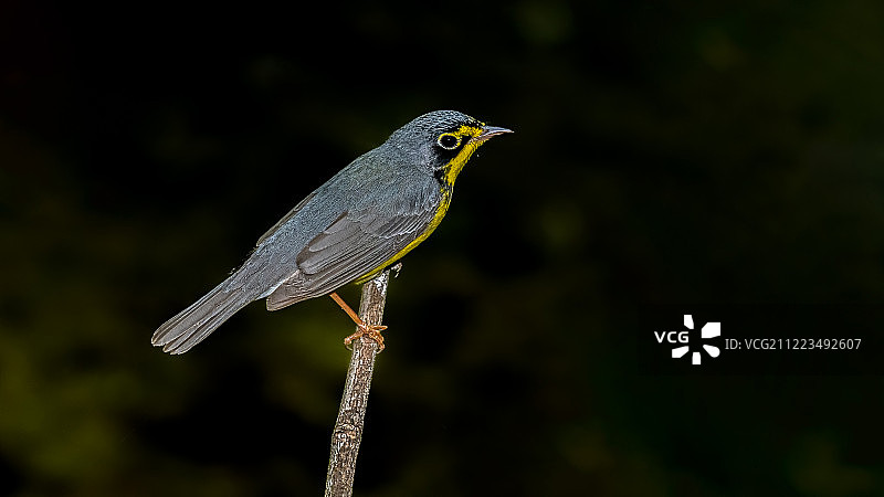 加拿大莺雀图片素材