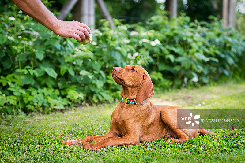 训练员训练维兹拉犬幼犬，使用球作为奖励图片素材