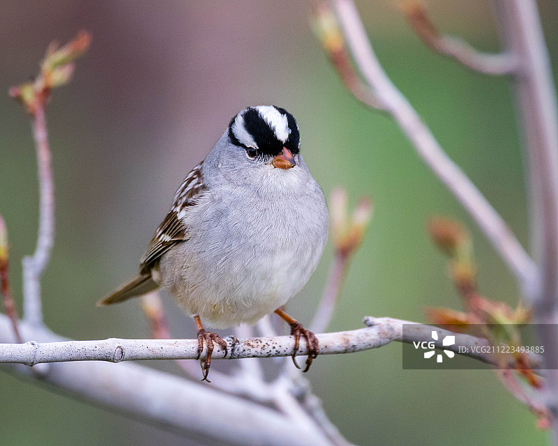 可爱白冠麻雀图片素材