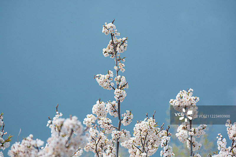 春之美图片素材