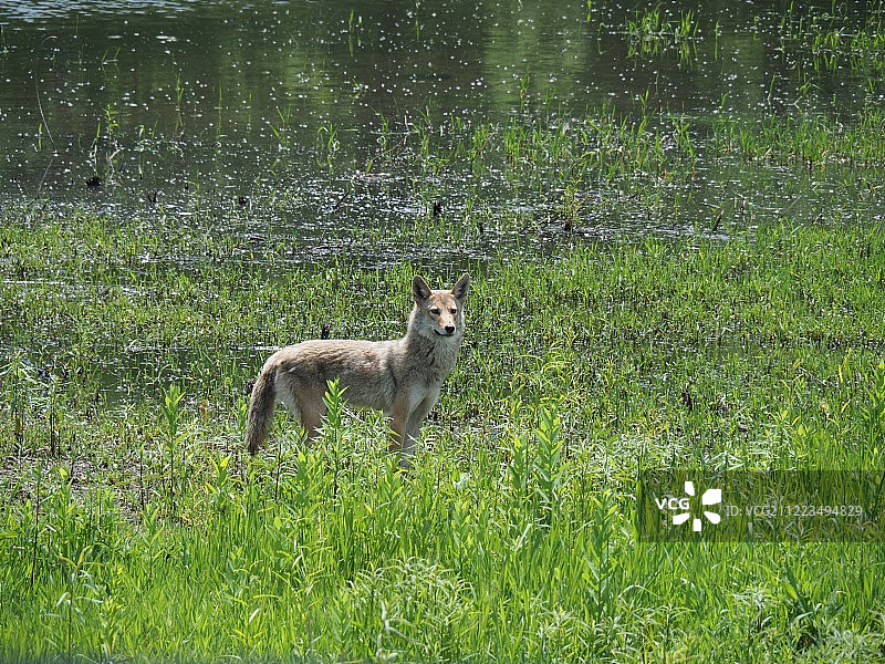 湿地中的郊狼图片素材