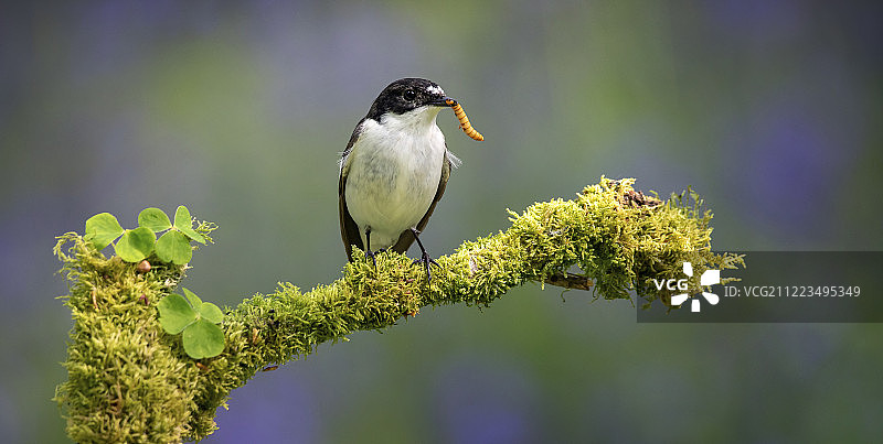 白喉姬鹟，蓝铃木林图片素材