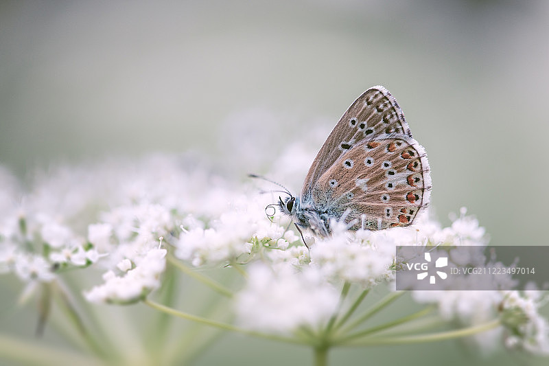 阿尔戈斯图片素材
