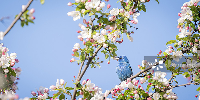 靛蓝彩雀图片素材