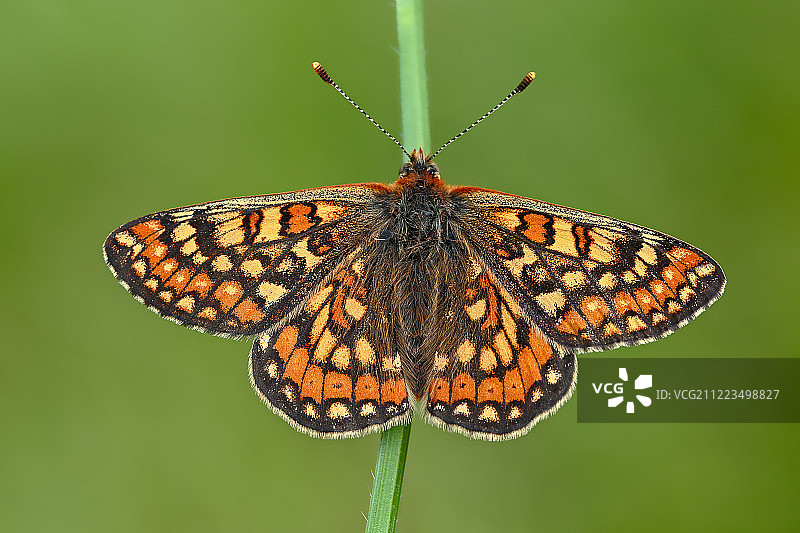 沼泽麻蝇图片素材