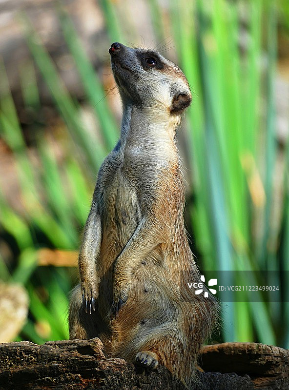 潜望镜图片素材