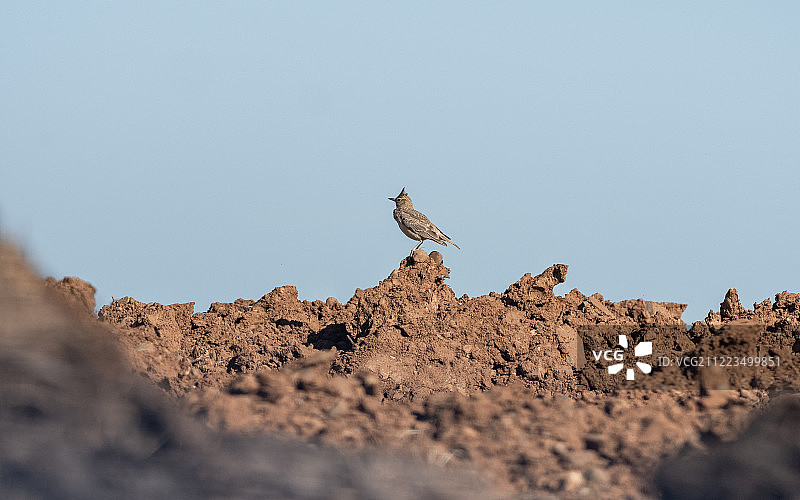 凤头百灵图片素材