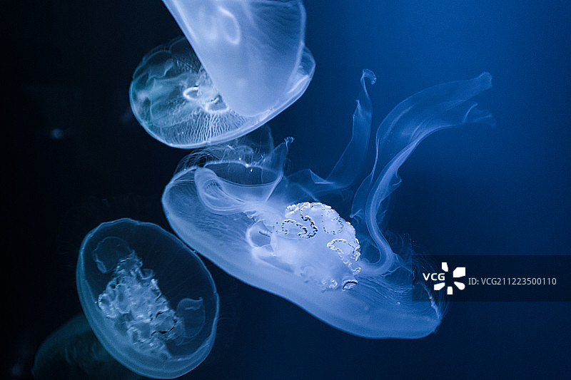 水母图片素材