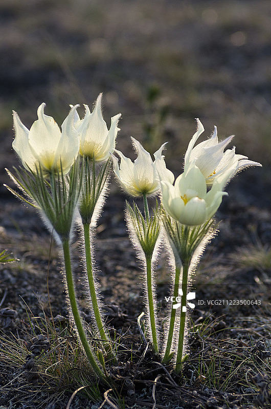 盛开的白头翁图片素材