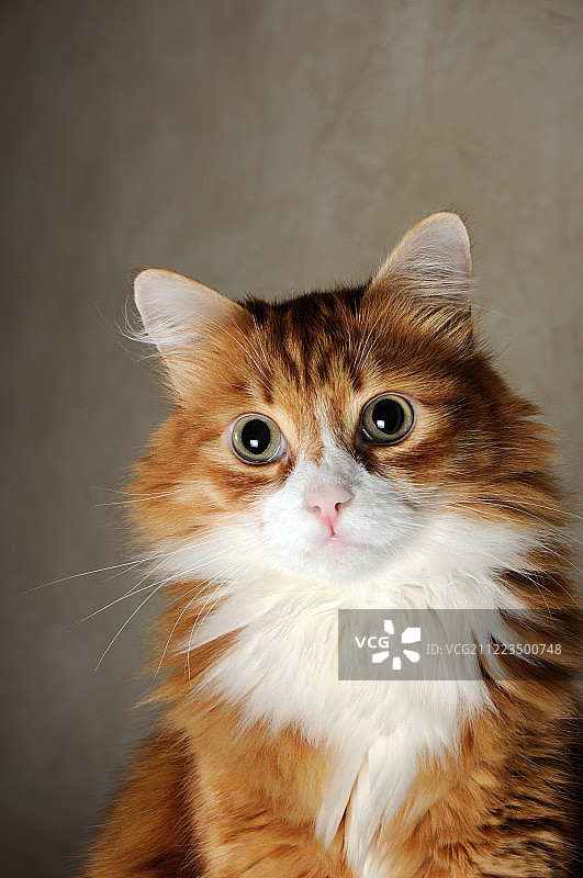 蓬松的红发猫肖像图片素材