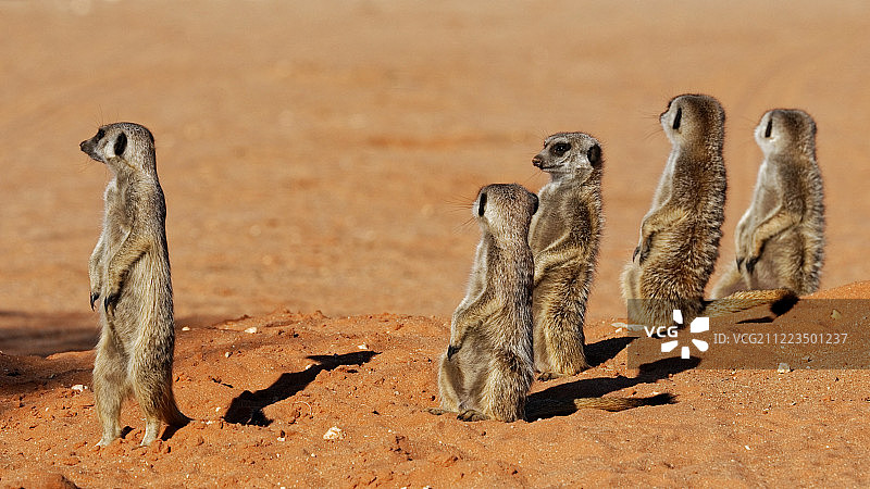 猫鼬的早晨图片素材