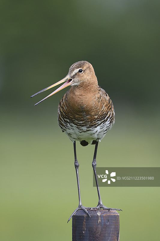 黑尾塍鹬图片素材