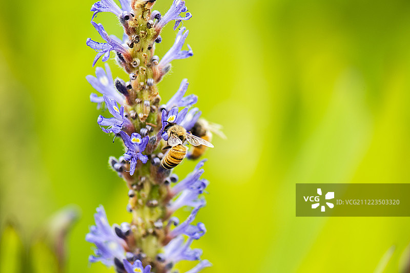 欧洲蜜蜂图片素材