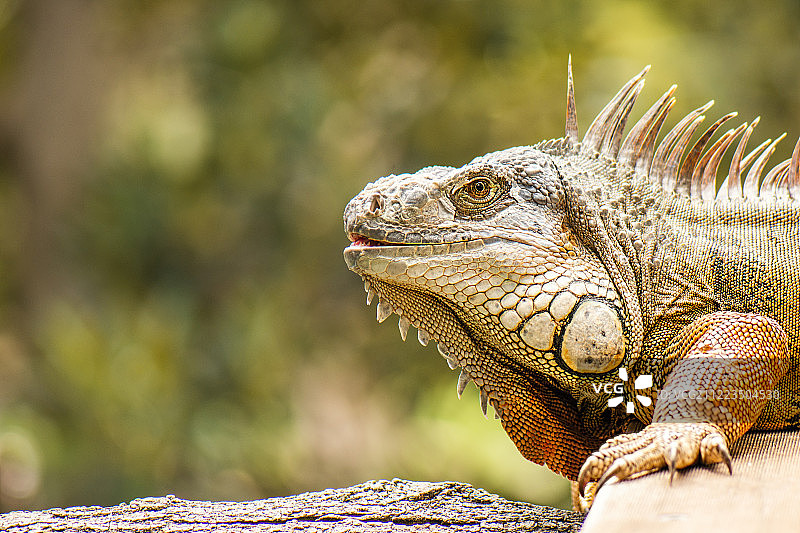 绿鬣蜥图片素材