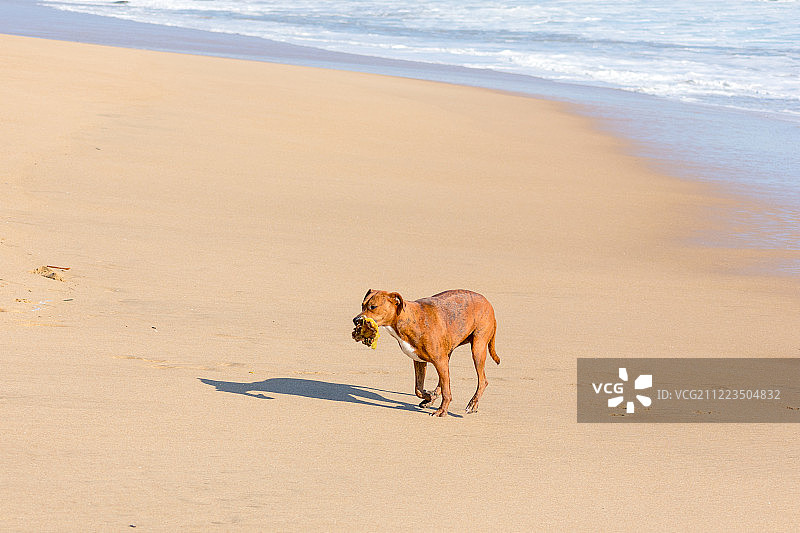 狗与海带图片素材