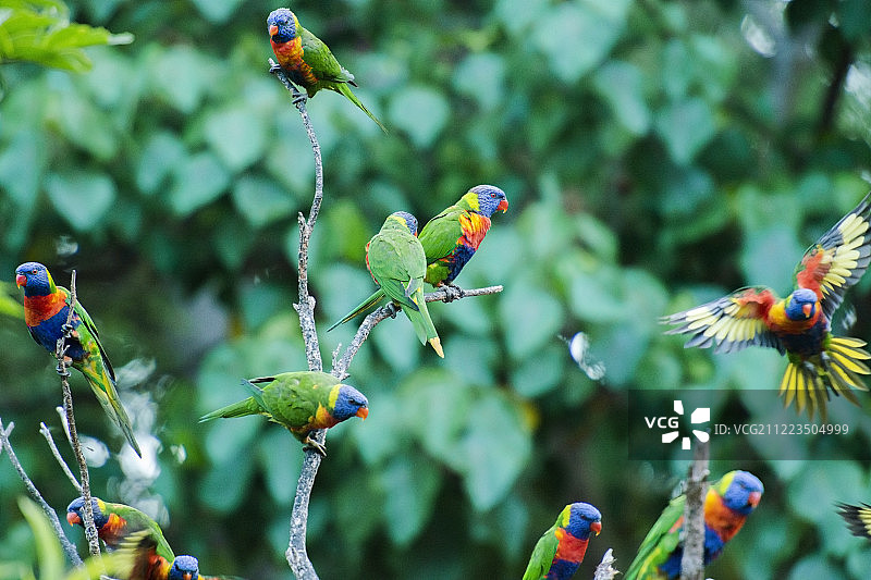 彩虹鹦鹉图片素材