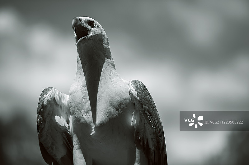 白腹海雕图片素材