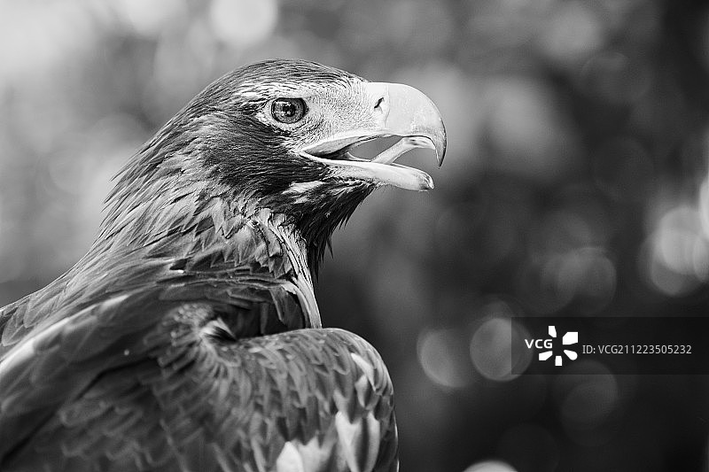 楔尾鹰图片素材