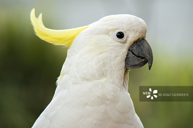 葵花凤头鹦鹉图片素材