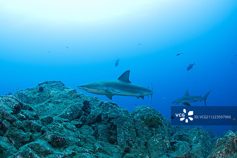 加拉帕戈斯鲨鱼，埃尔峡谷圣贝内迪克托图片素材