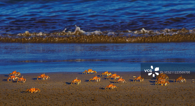 多螃蟹的海滩图片素材