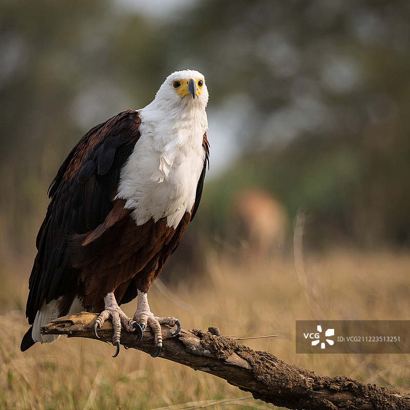 利翁德鱼鹰图片素材