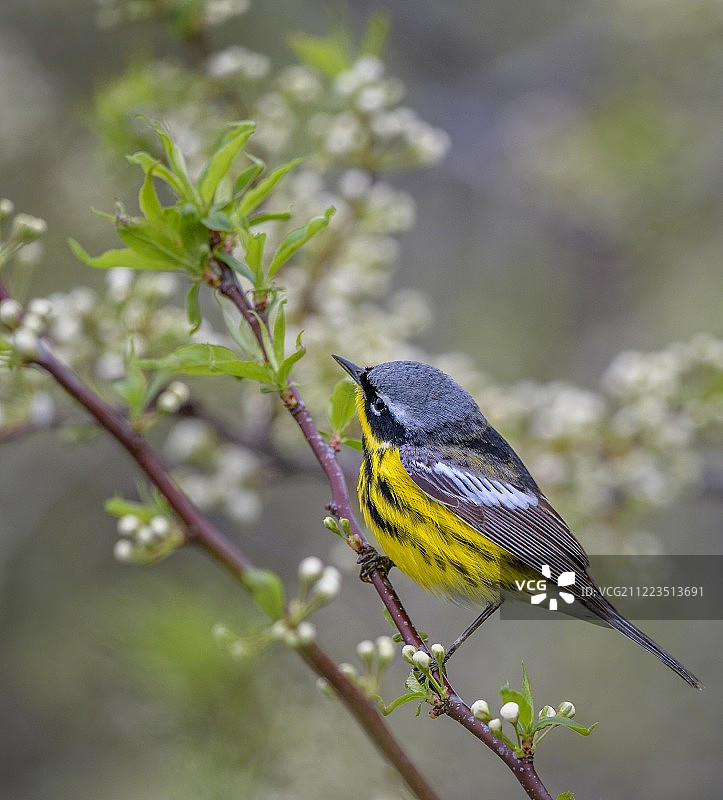 玉兰莺图片素材