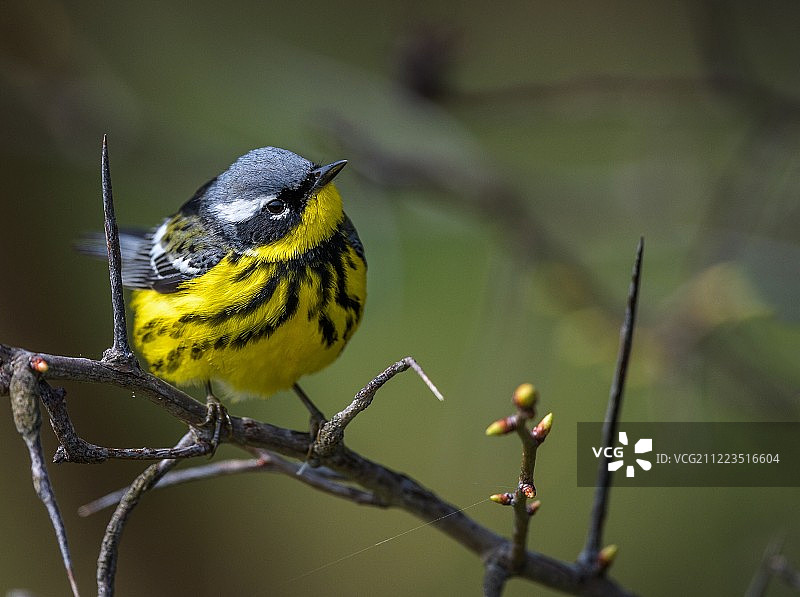 玉兰莺图片素材