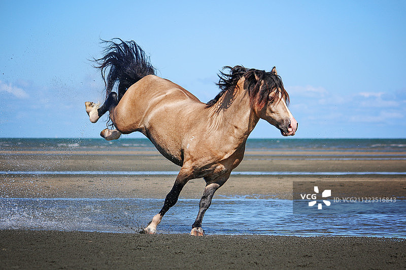 海滩马图片素材