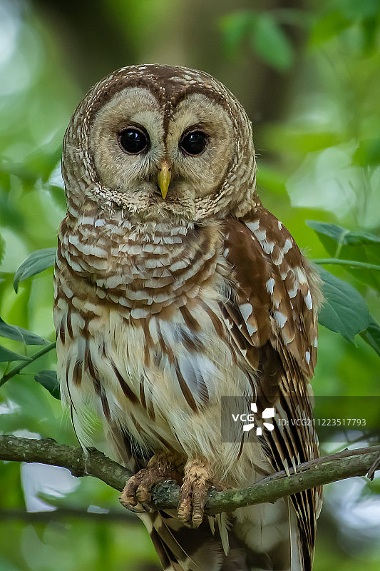禁止猫头鹰图片素材