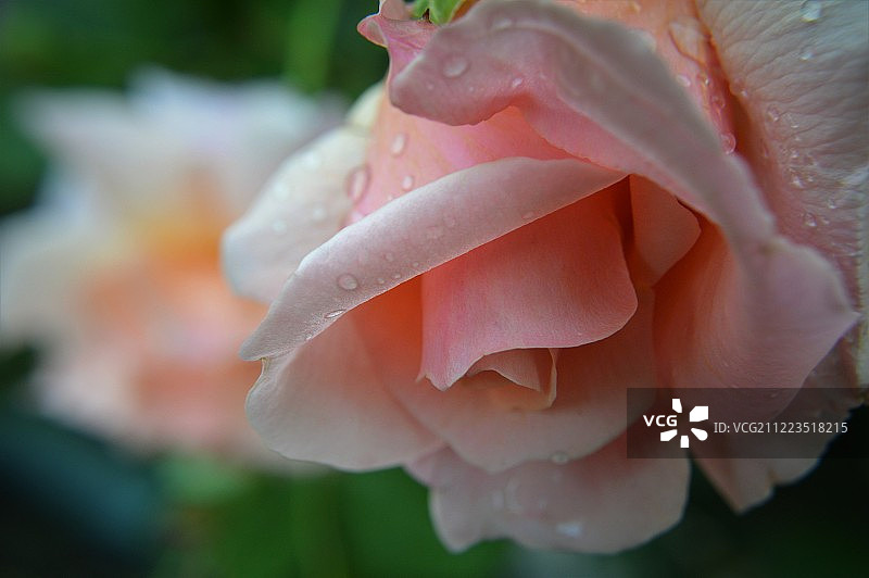 星期一的玫瑰图片素材