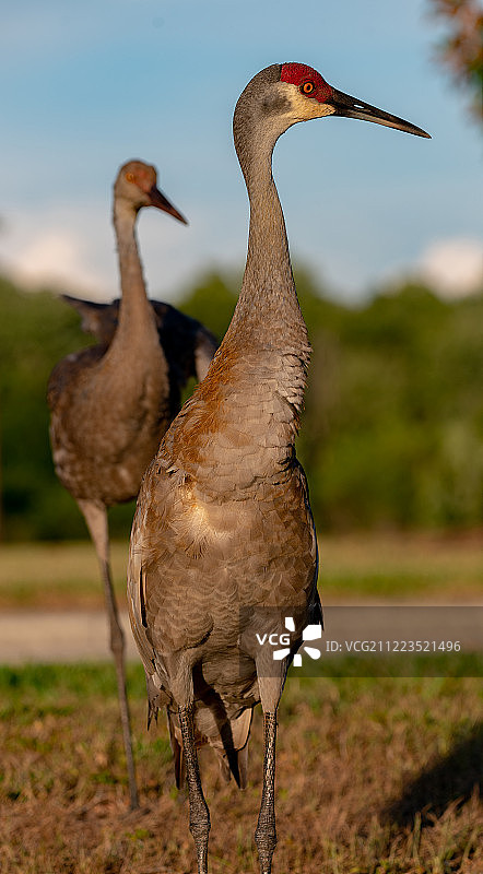 布雷登顿沙丘鹤图片素材