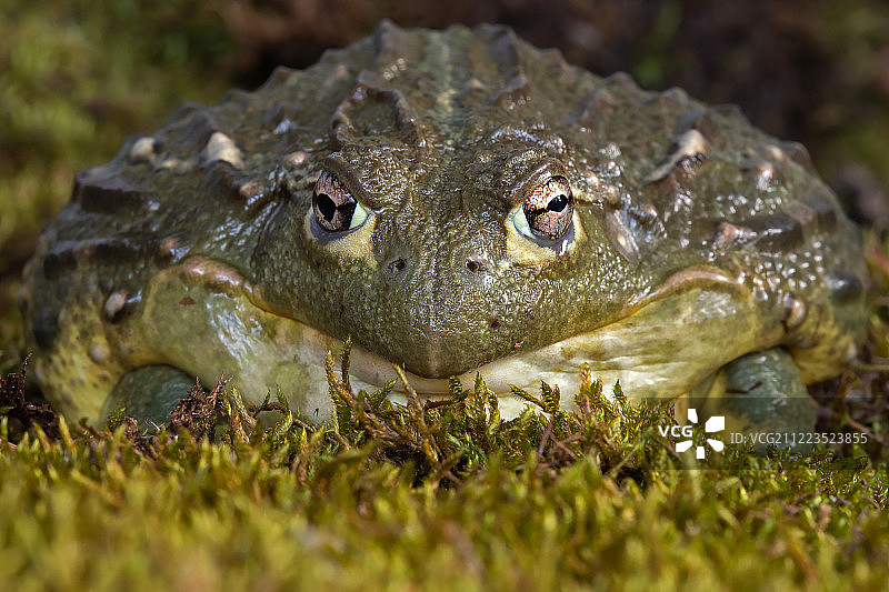 非洲牛蛙图片素材
