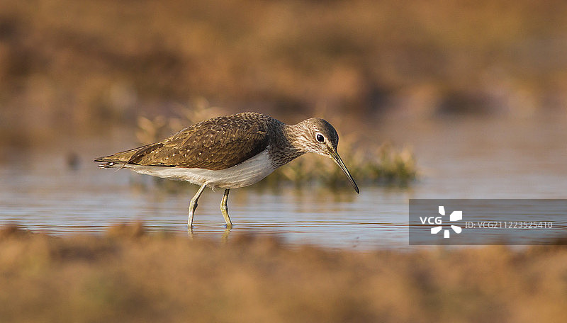 伪装（绿鹬）图片素材